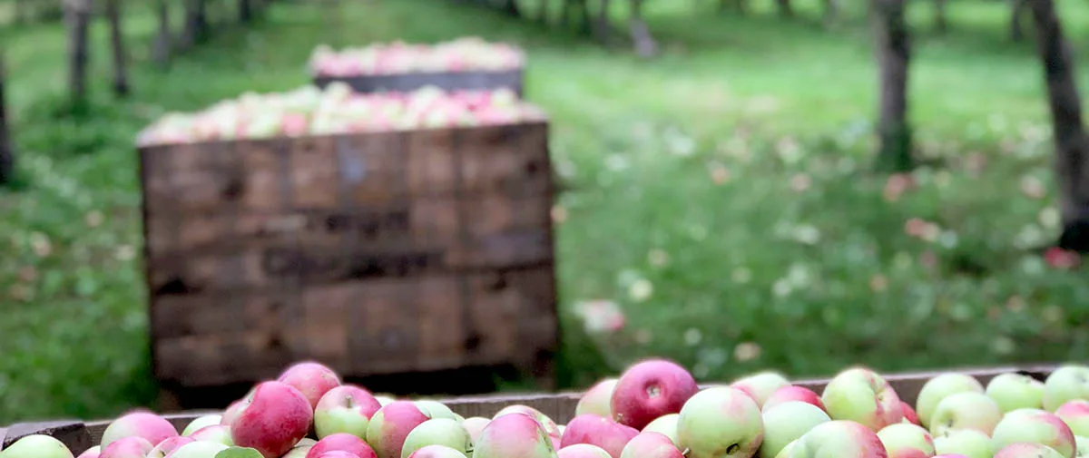 Les défis de la fabrication du cidre