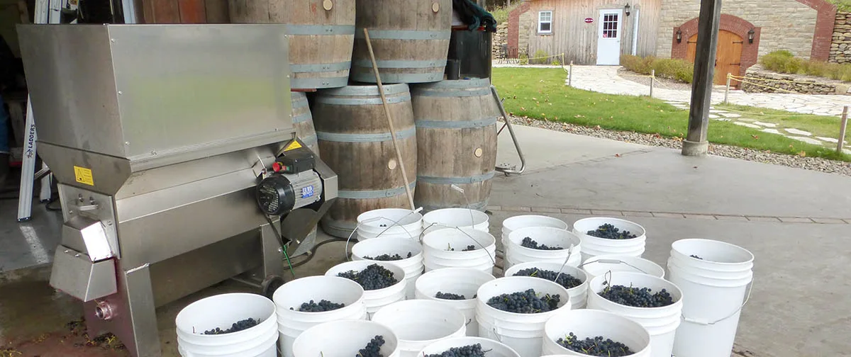 Biologiques, biodynamiques ou naturels... Qui sont ces vins?