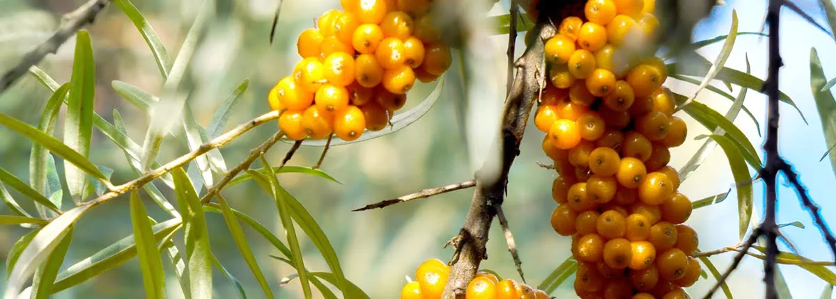 Sea buckthorn branches strewn with orange berries in the garden.