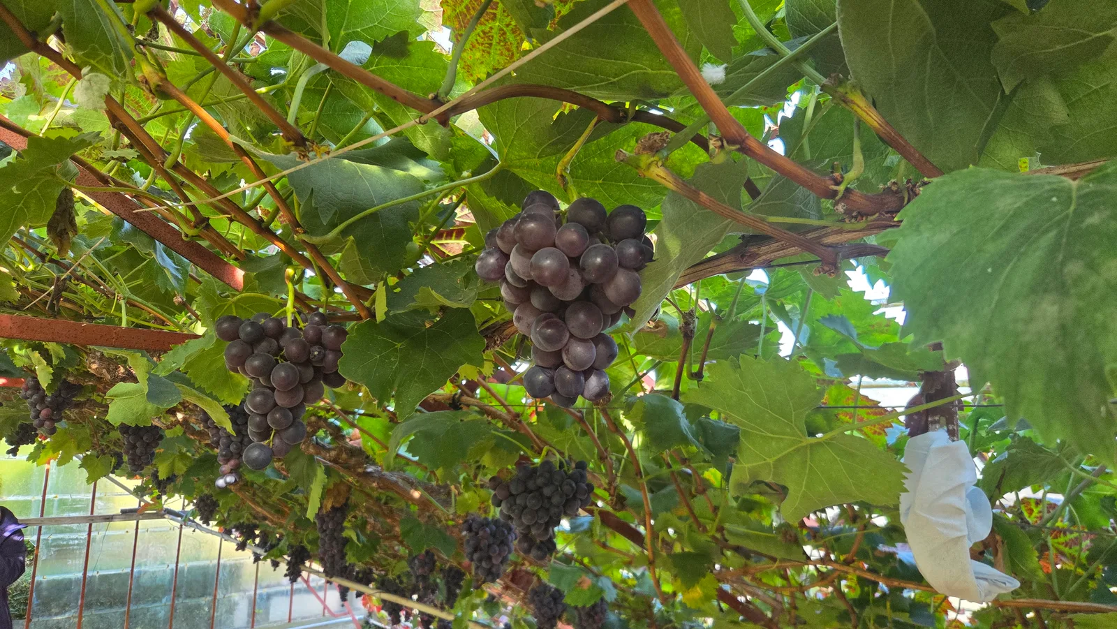 Druiven - Raisin - Hoeilaart