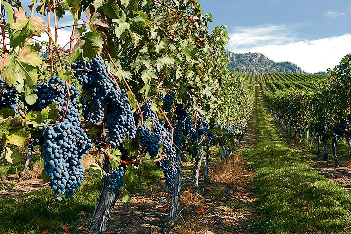 Des routes des vins à faire rêver