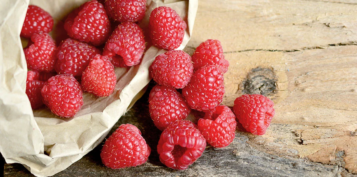 Bières et framboises, un fruit divin, dans un liquide divin