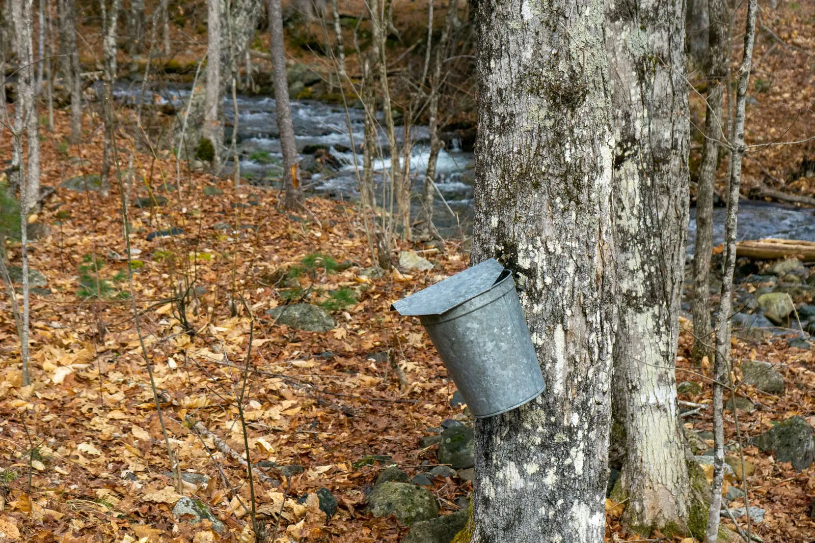 Gros plan sur un seau en métal pour la récolte de sirop d'érable sur le tronc d'un arbre dans une forêt d'automne près d'un ruisseau.
