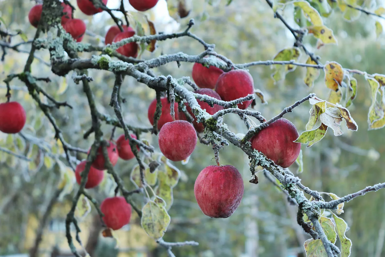 Des pommes rouges sur une branche givrée, illustrant une scène hivernale.