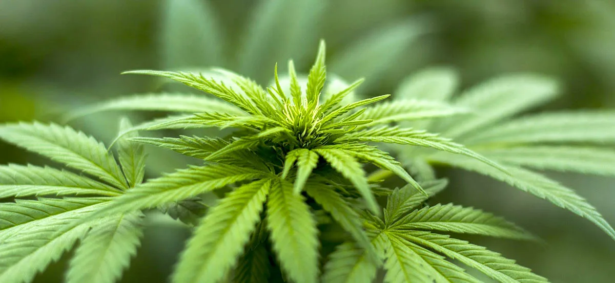 Houblon et cannabis : quel avenir pour deux cousins pas si éloignés?