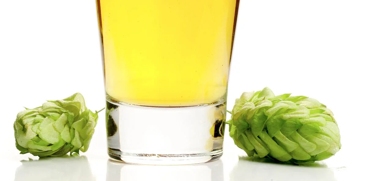 Une IPL blonde dans un verre avec deux cocottes de houblon à côté