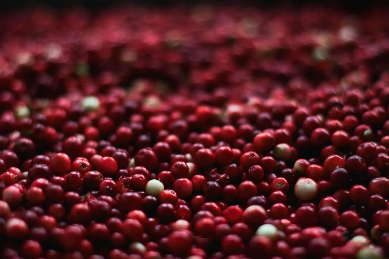 baies, canneberges, rouge, fermer, aliments, des fruits, en bonne santé, nutrition, sucré, mûr, frais, produire, biologique, récolter, canneberges, canneberges, canneberges, canneberges, canneberges,