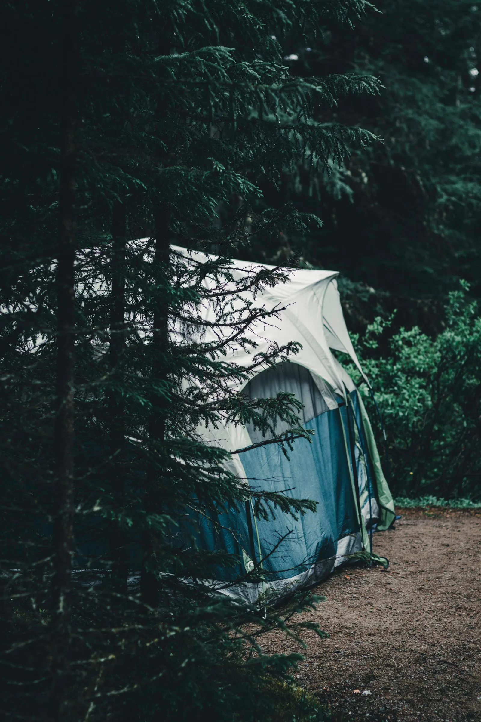 Explorez la tranquillité du camping sous tente en forêt à Gaspé, Québec, entouré d'une verdure luxuriante.