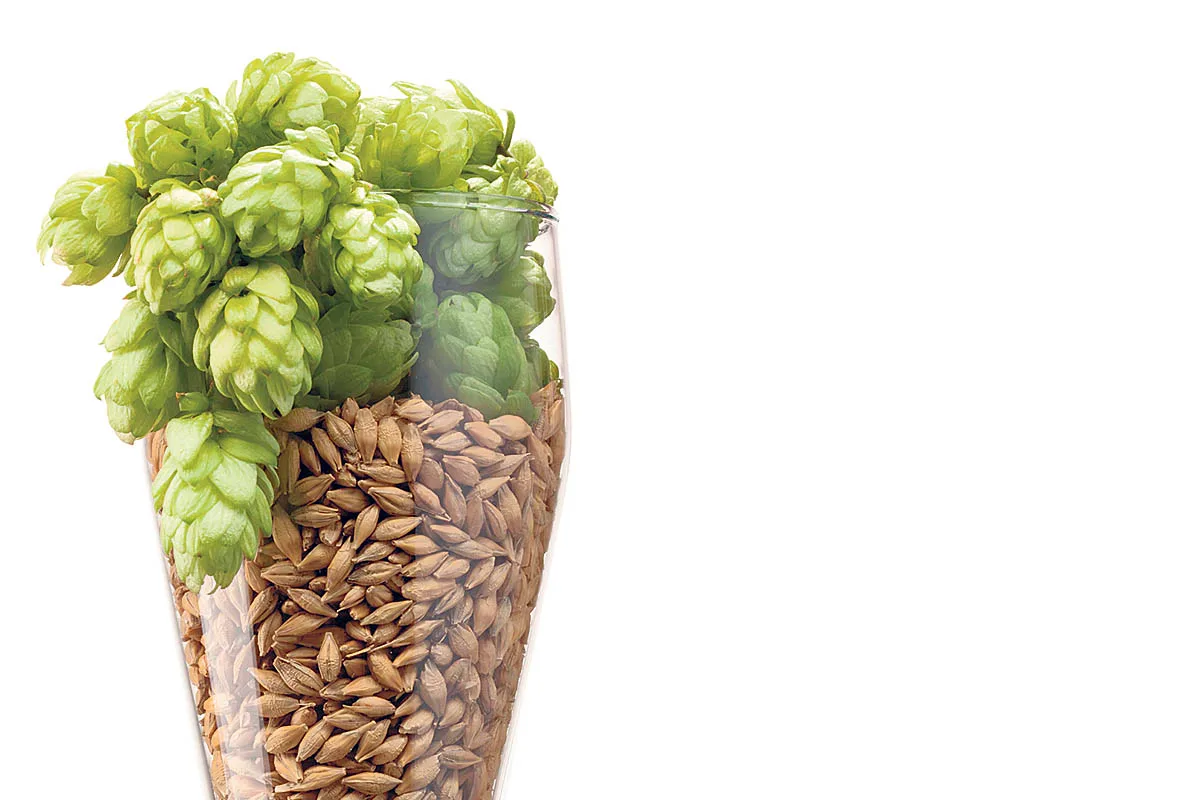Le houblon, une explosion de saveurs