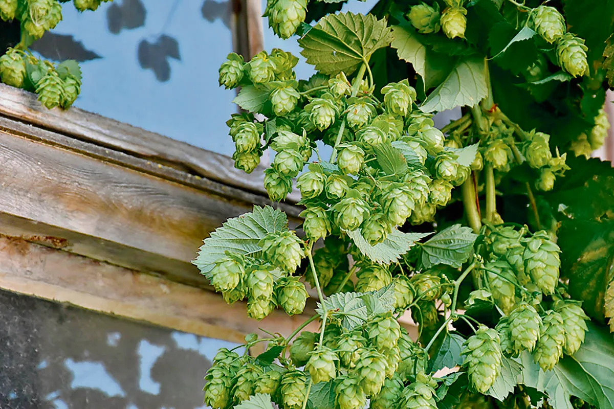 Un superaliment, ce houblon?