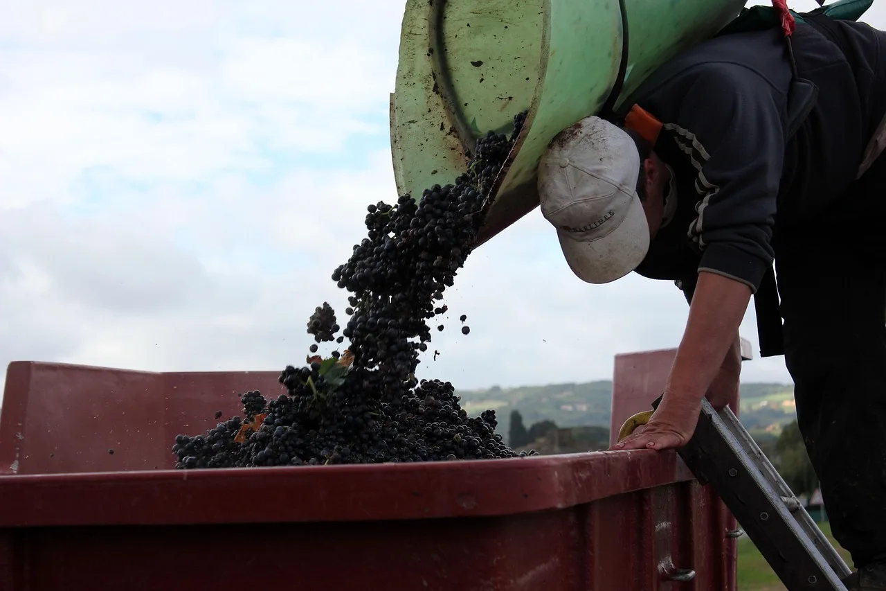 vendangeur, porteur, vignoble, beaujolais, vendangeur, vendangeur, vendangeur, beaujolais, beaujolais, beaujolais, beaujolais, beaujolais