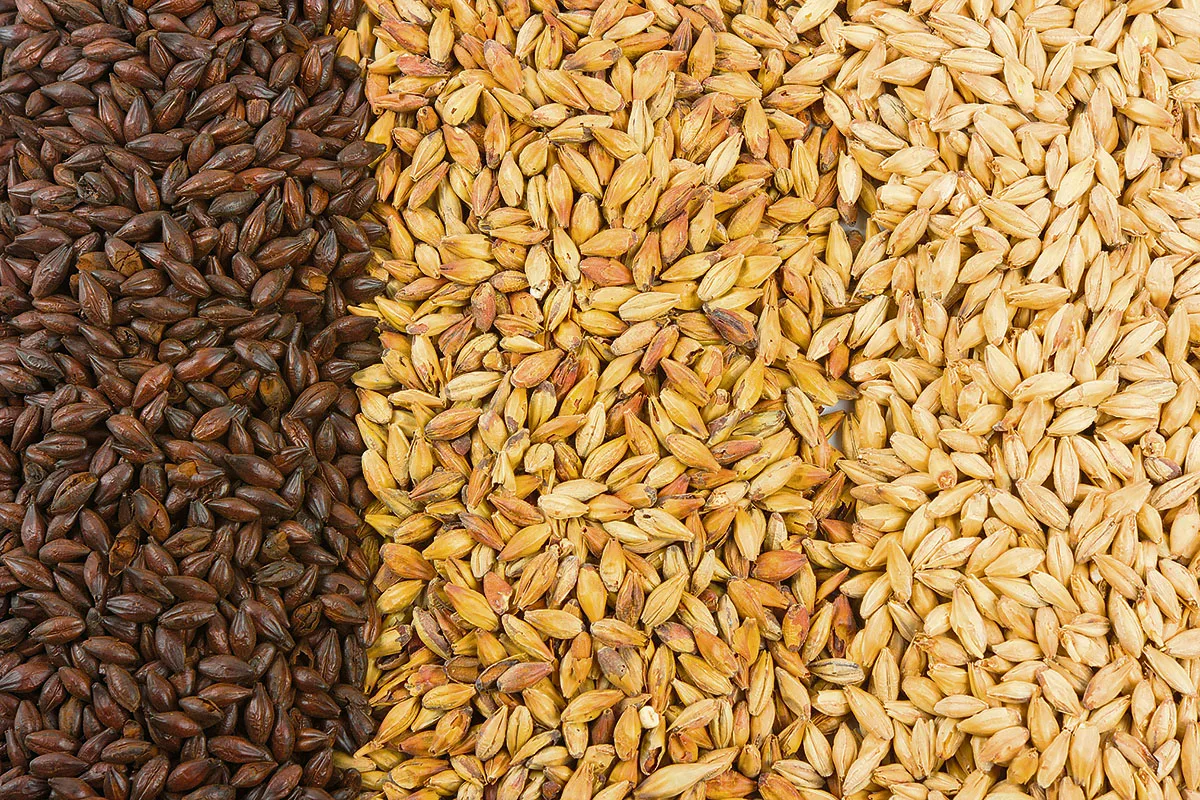 Tout sur le malt