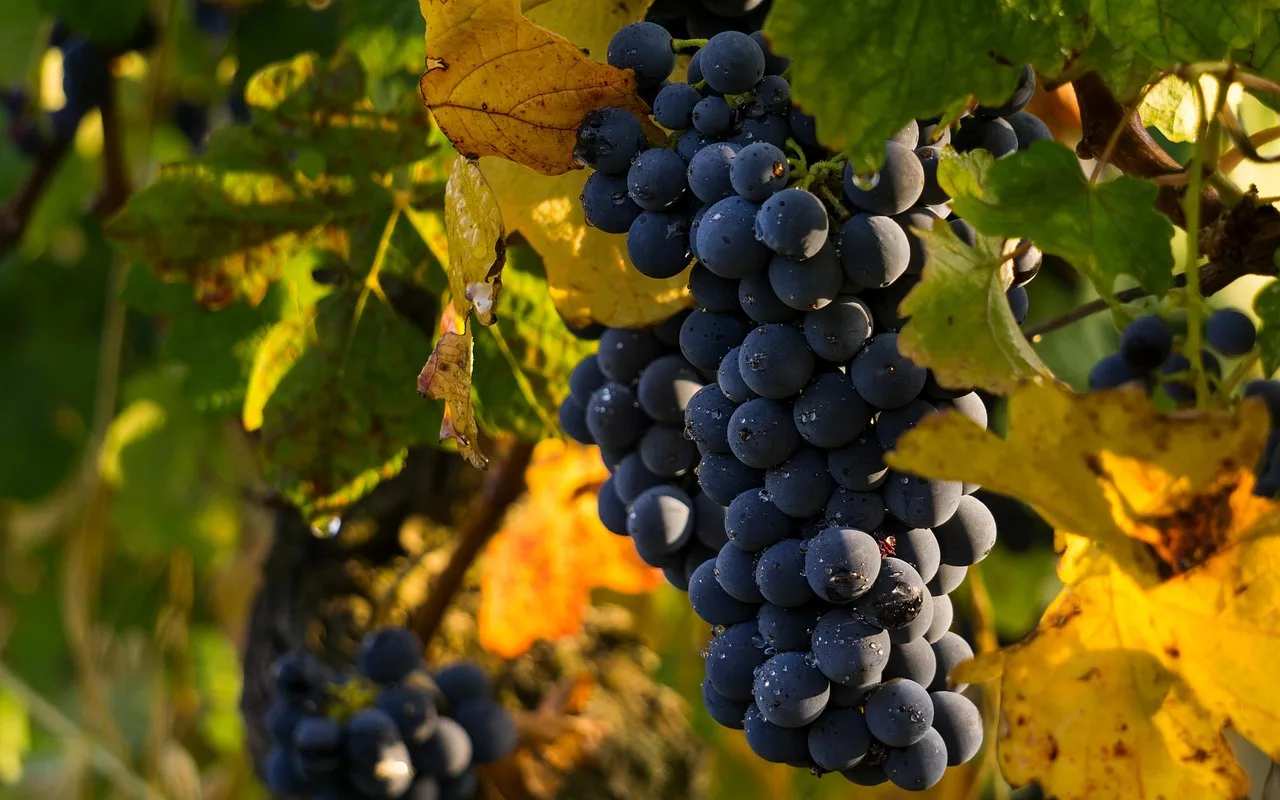 les raisins, des fruits, aliments, frais, en bonne santé, mûr, biologique, sucré, produire, vignoble, agriculture, nature, vignoble, vignoble, vignoble, vignoble, vignoble