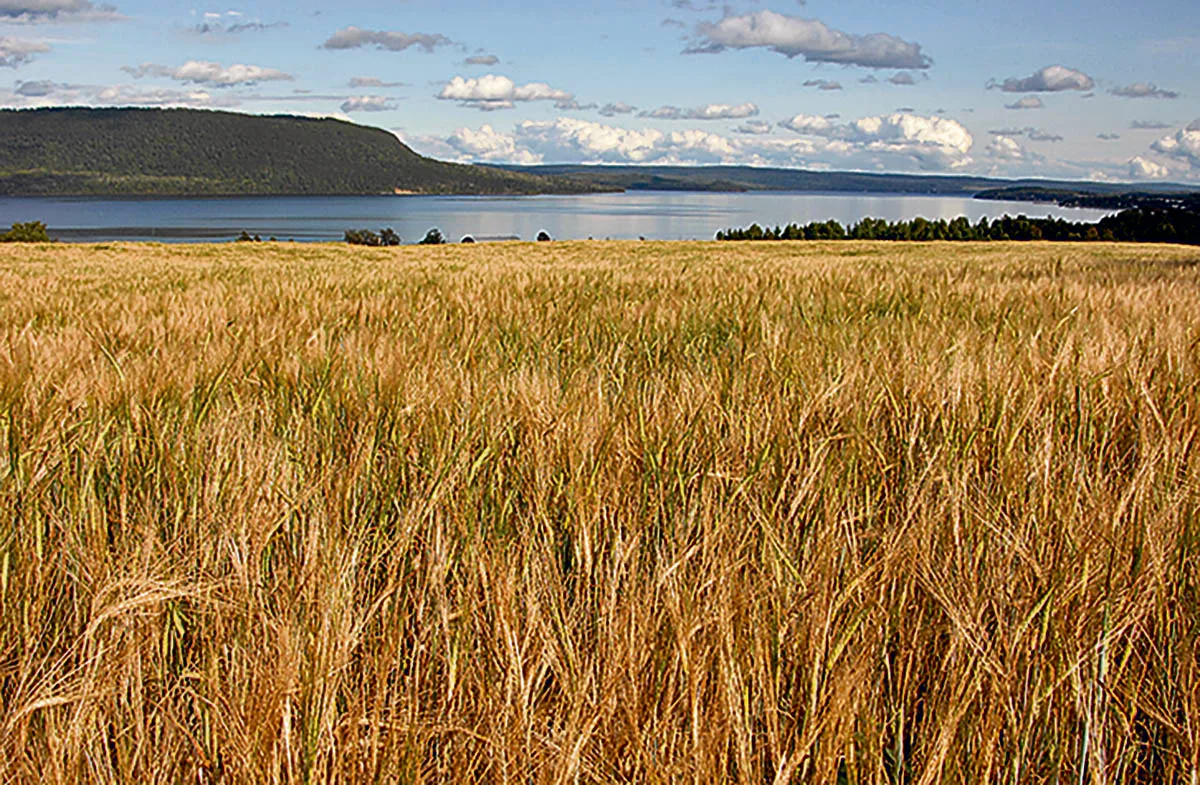 Québec malté