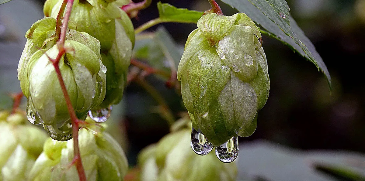 Le houblon, même en cuisine