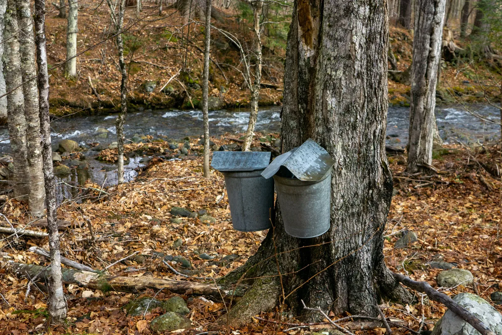 Deux seaux métalliques récoltant la sève d'érable sur un arbre dans un paysage forestier d'automne.