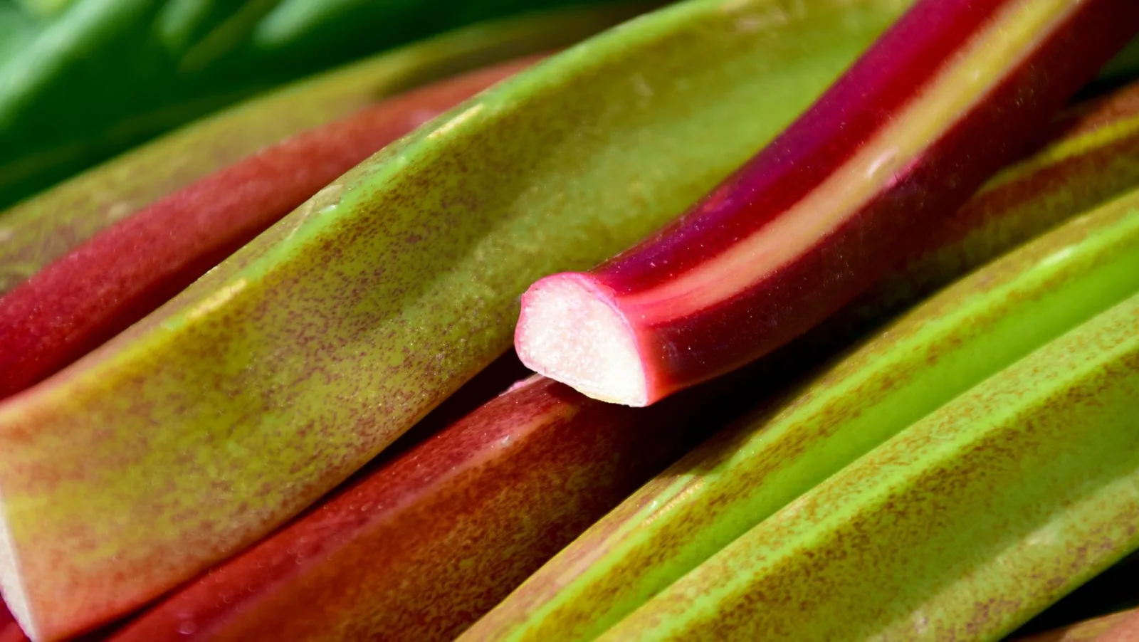 24_Rhubarbe