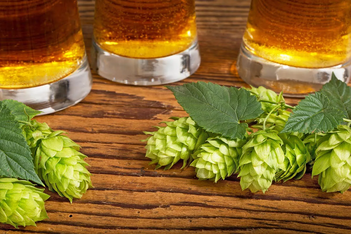 IPA ou India Pale Ale américaines