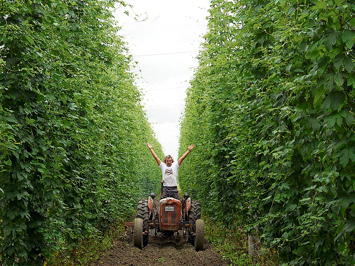 L’évolution de l’industrie du houblon au Québec