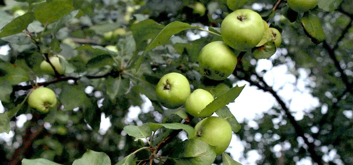 L’acétaldéhyde... est un vilain défaut!