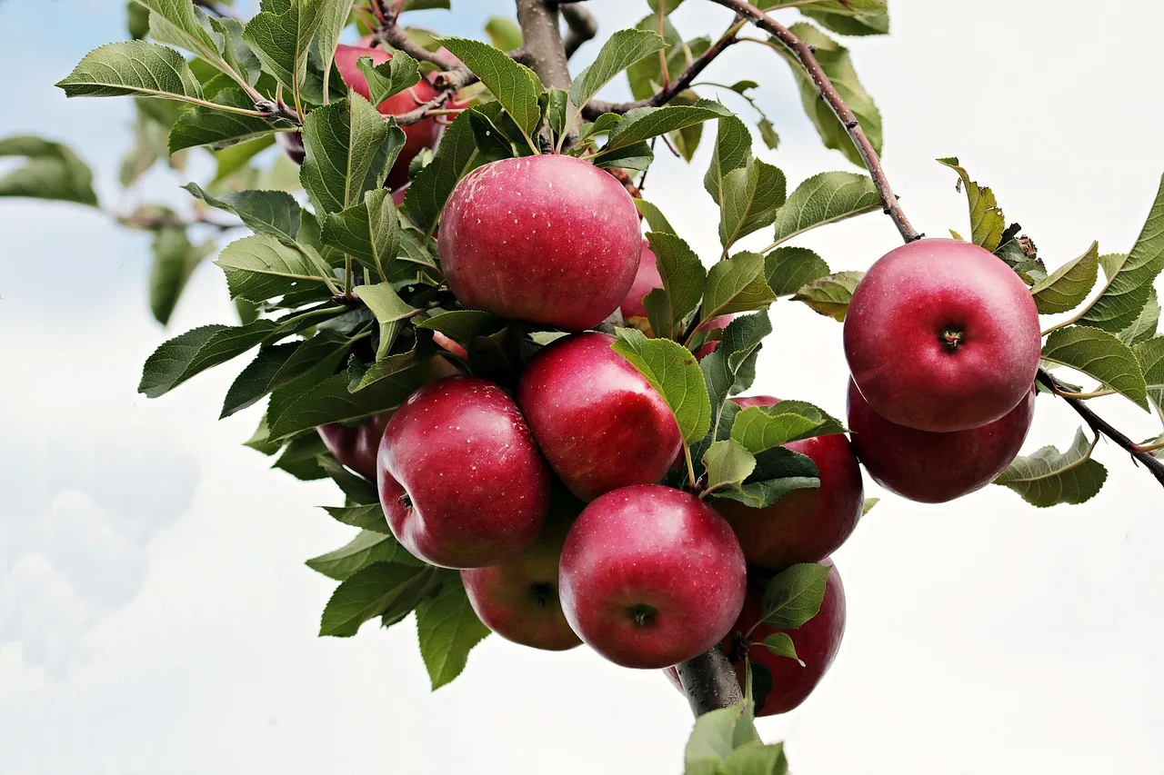pommes, pomme rouge, mûr, verger de pommiers, pommier, pommes, pommes, pommes, pommes, pommes, pommier, pommier, pommier, pommier