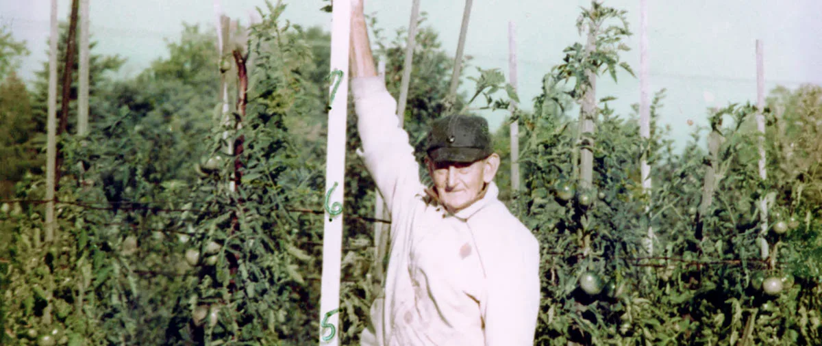 Des variétés patrimoniales à intégrer au potager