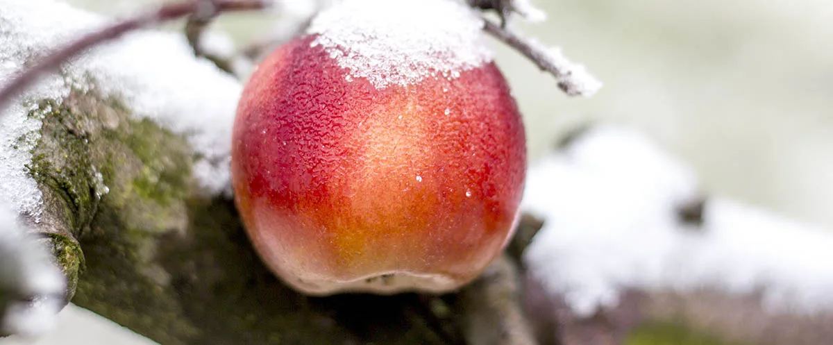 Le cidre de glace du Québec, un produit né du froid