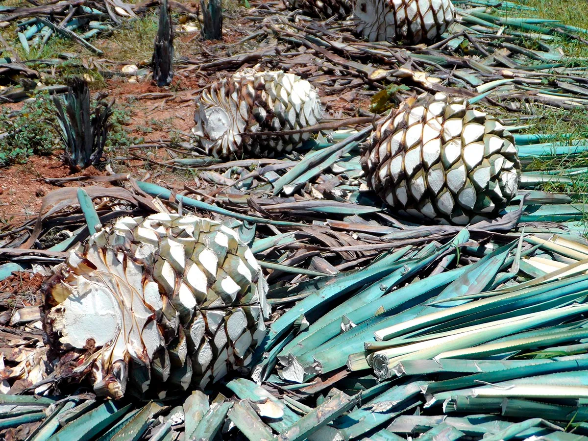 La tequila, fruit de l’agave et du savoir faire mexicain