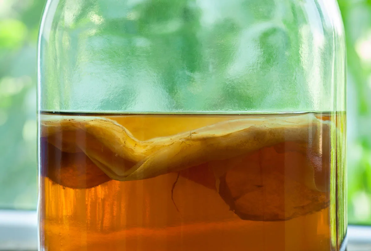 Kombucha, cet élixir de vie