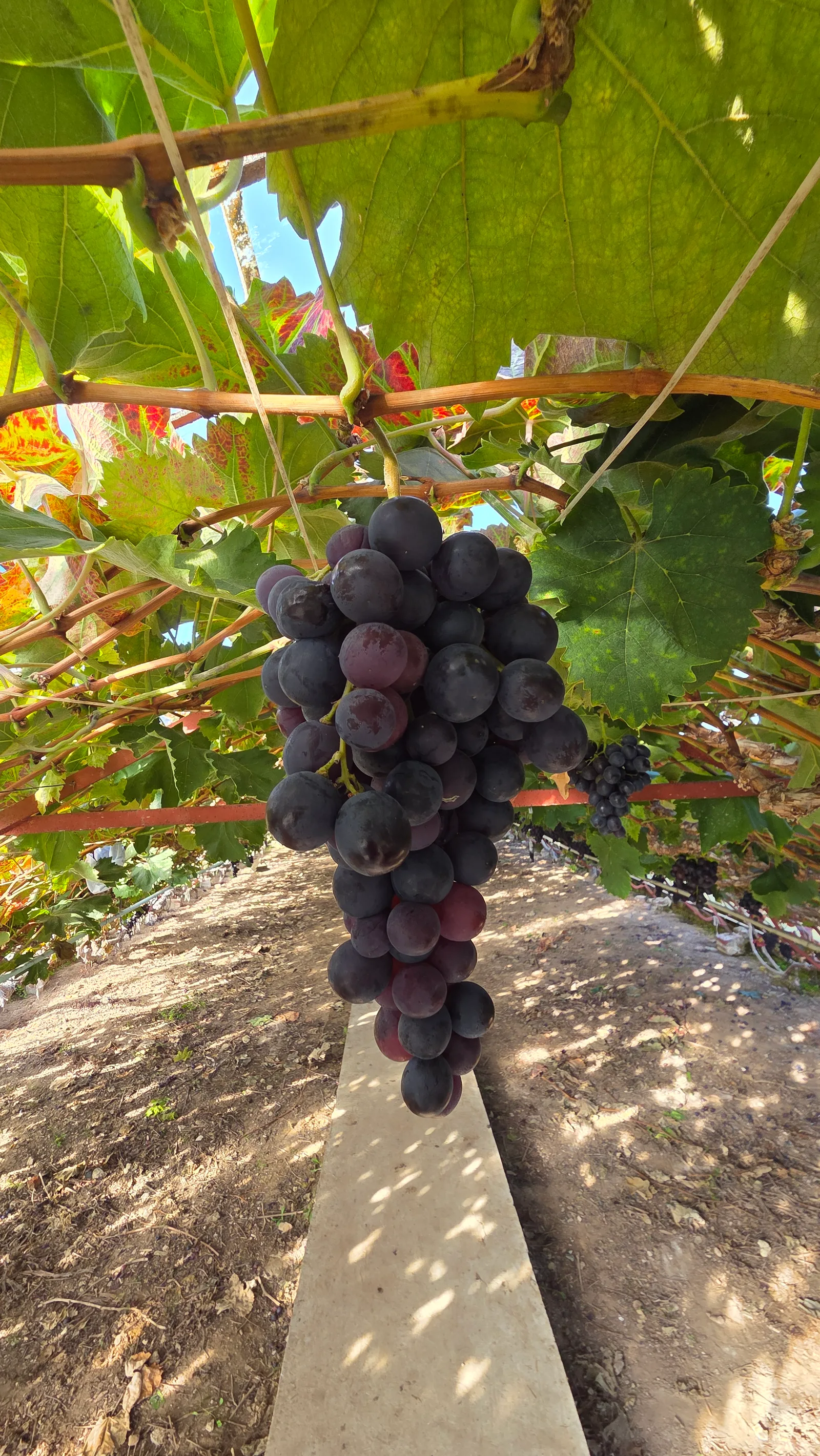 Druiven - Raisin - Hoeilaart