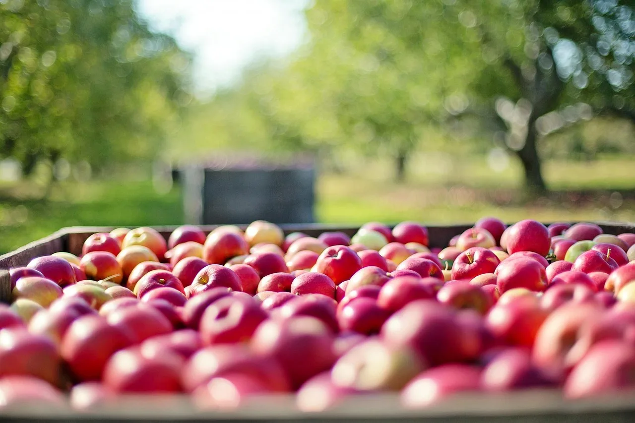 pommes, des fruits, cultiver, aliments, récolter, frais, en bonne santé, agriculture, biologique, mûr, pommes rouges, verger, verger de pommiers, nature, pommes, pommes, pommes, pommes, pommes, verger