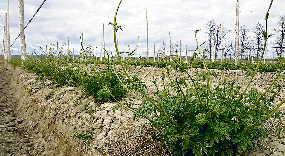 Comprendre la culture du houblon : que se passe-t-il au champ?