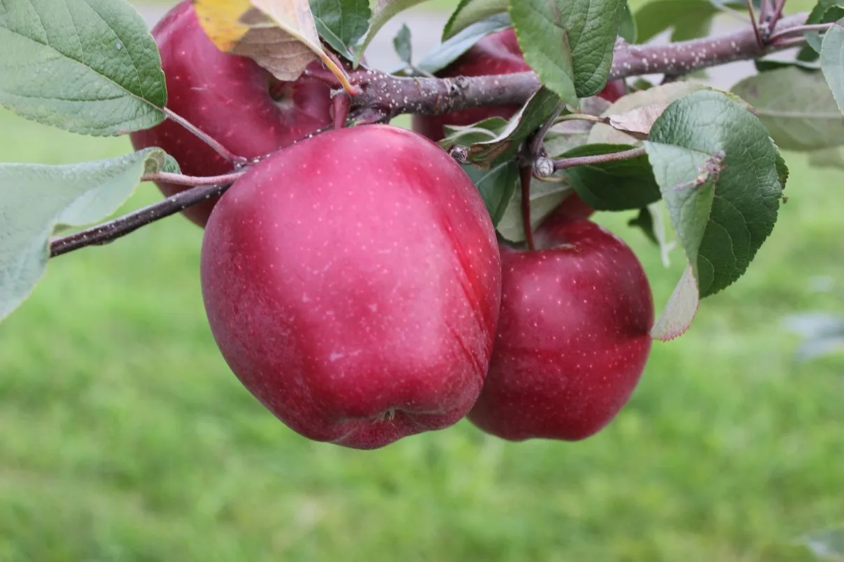 Pomme d'Orléans