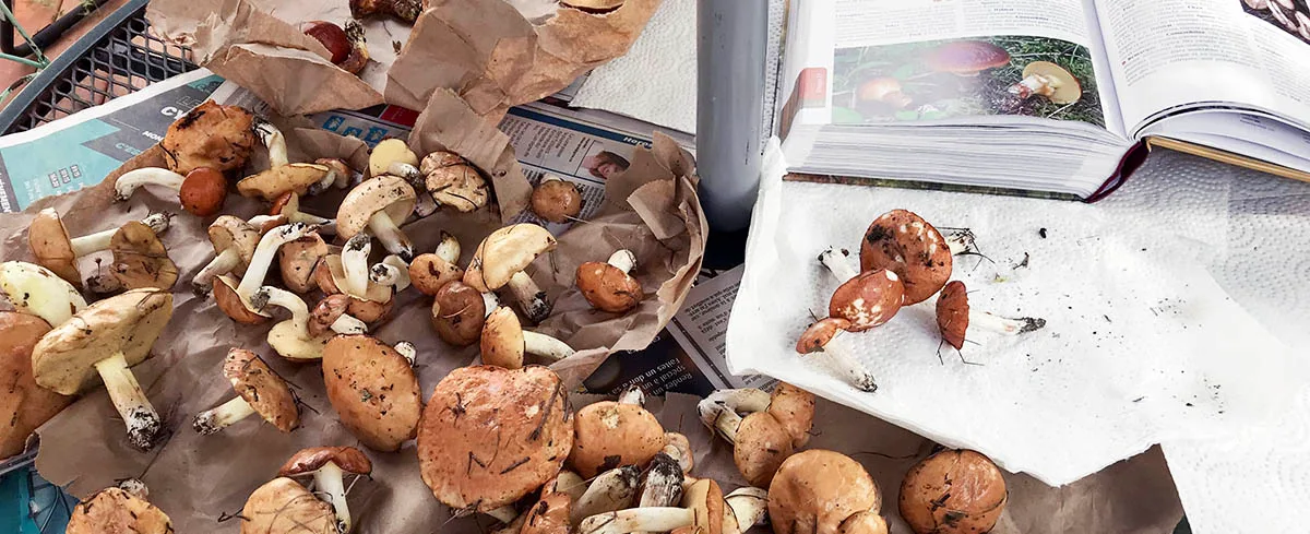 Les champignons sont à la mode