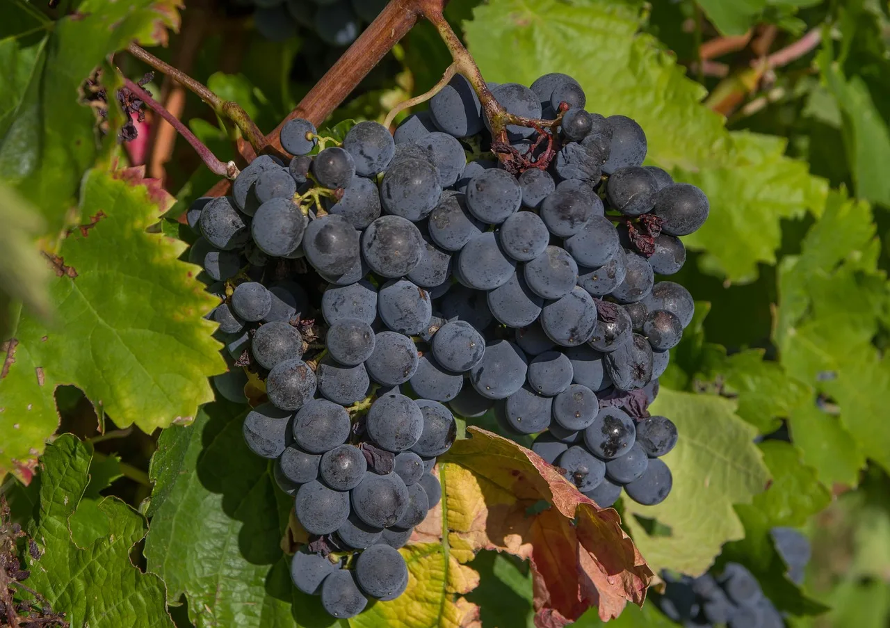 raisins, grappes, vigne, vendanges, vignoble, récolte, vendanges, vendanges, vendanges, vendanges, vendanges