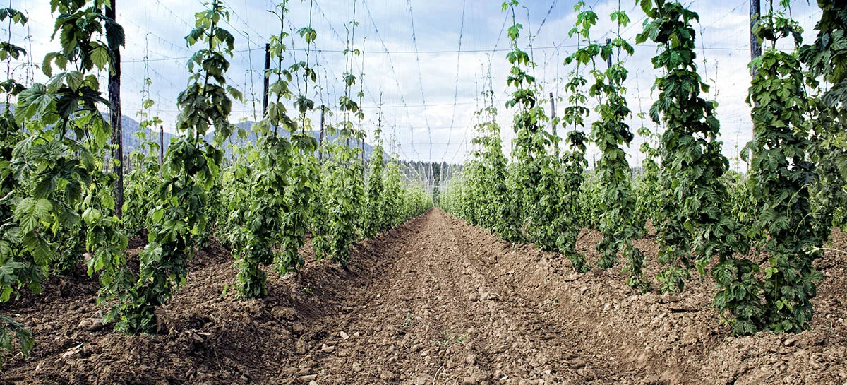 L’industrie du houblon en santé
