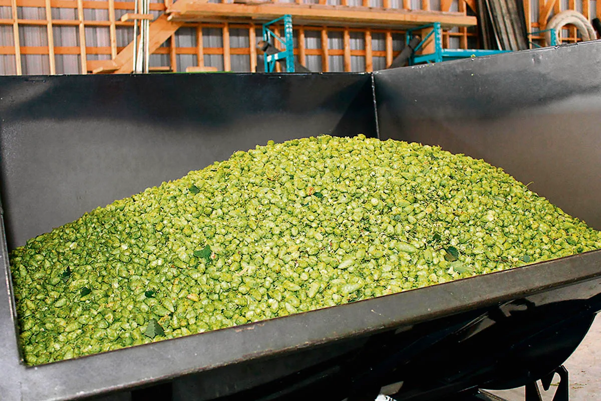 Le houblon québécois : naviguer entre défis et opportunités