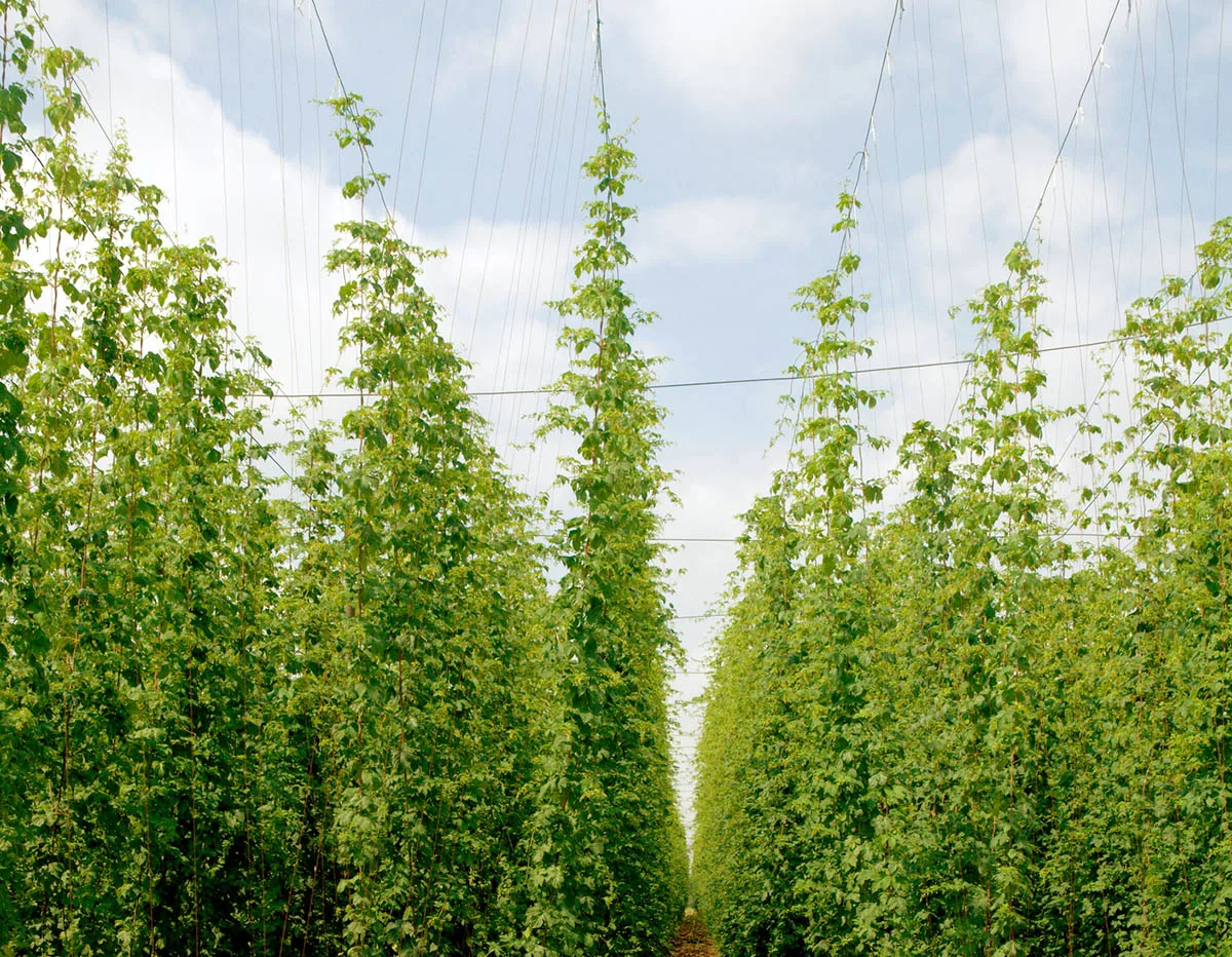 Le houblon québécois : une culture, un marché