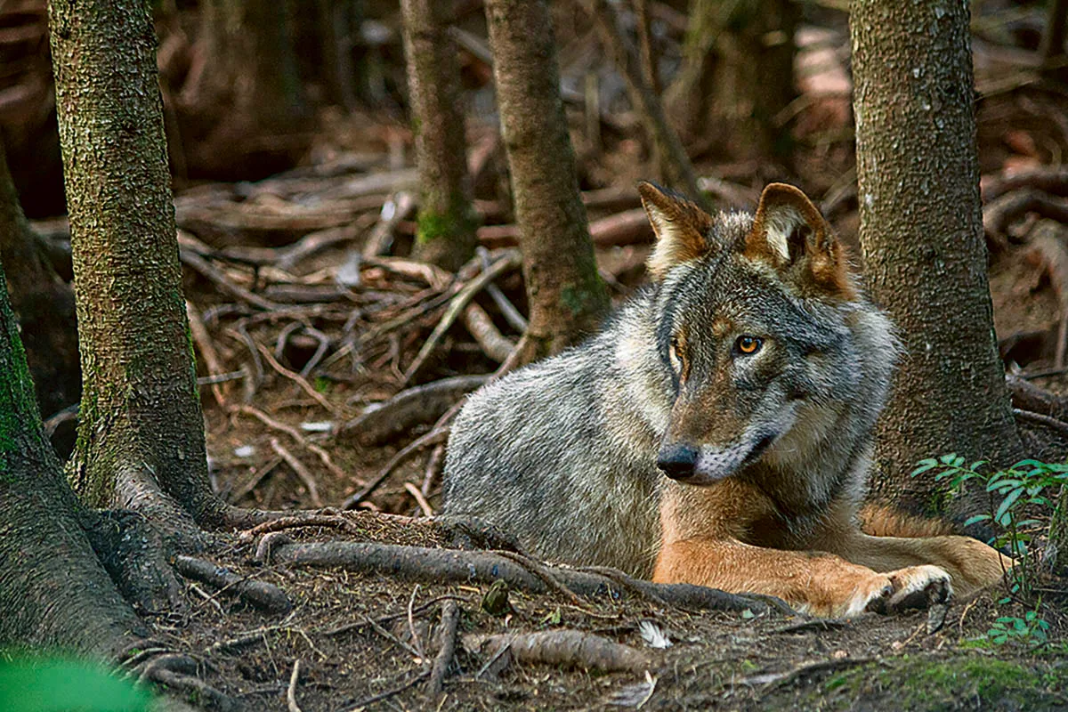 Amos, le berceau de l’Abitibi