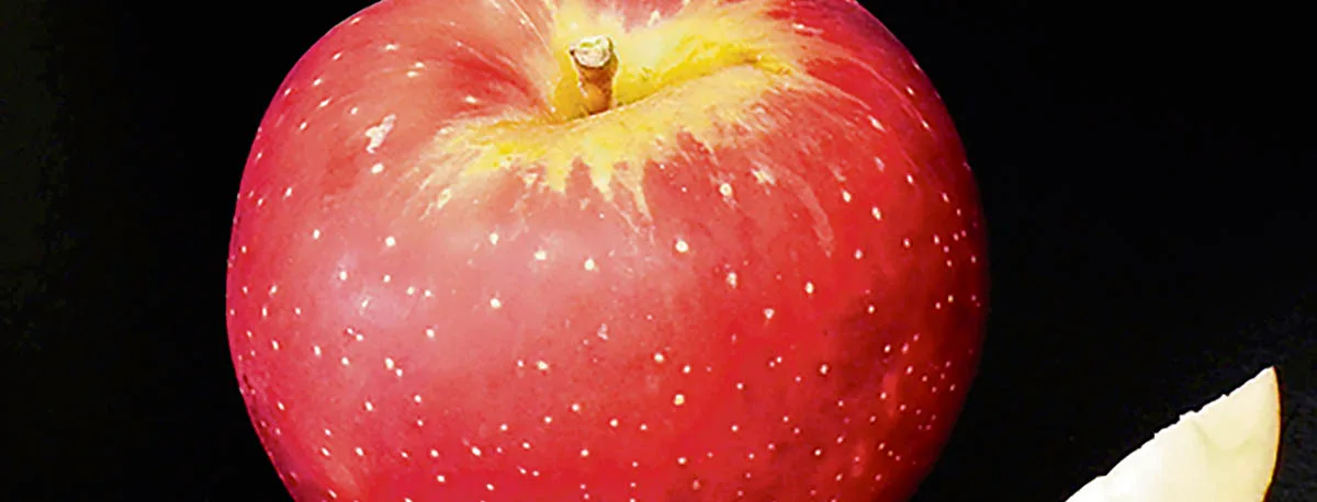Nouvelles variétés de pomme québécoises vouées à la production du cidre
