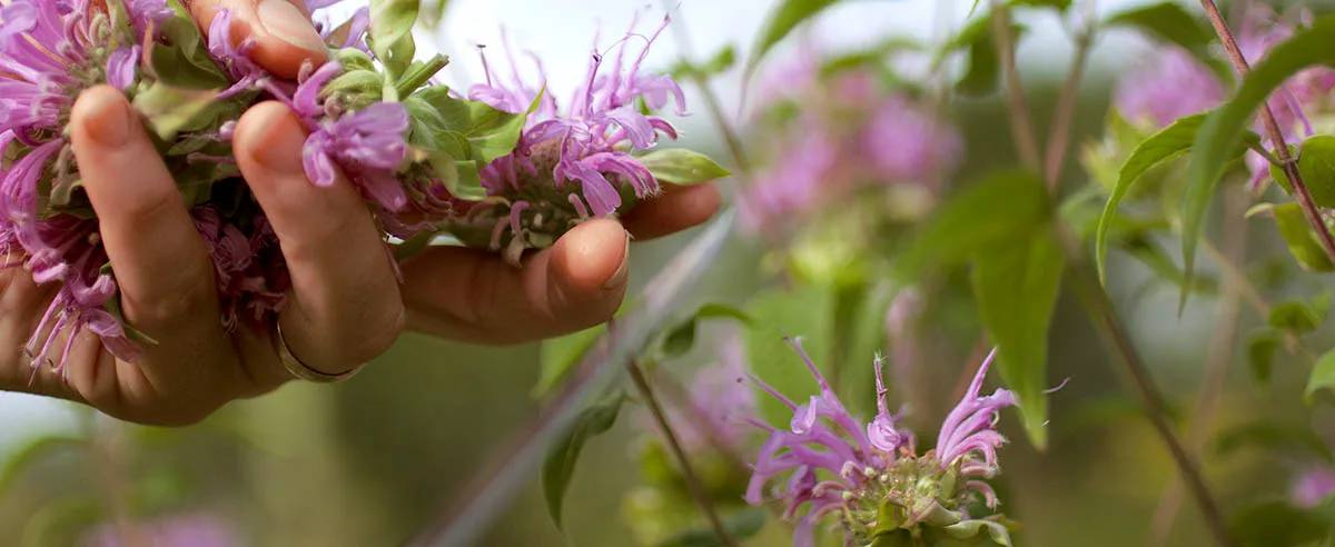 Les plantes sauvages comestibles dans votre assiette