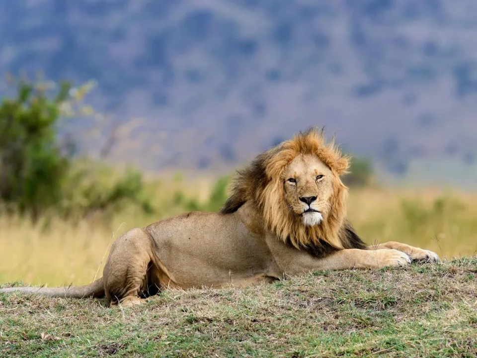 Safari Kenya : La magie de l’inconnu 2026